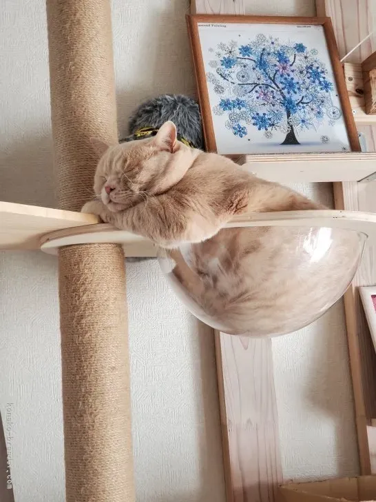 猫 は 液体 ブリーダーの真実：驚くべき柔軟性の秘密